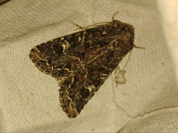 Apamea furva 