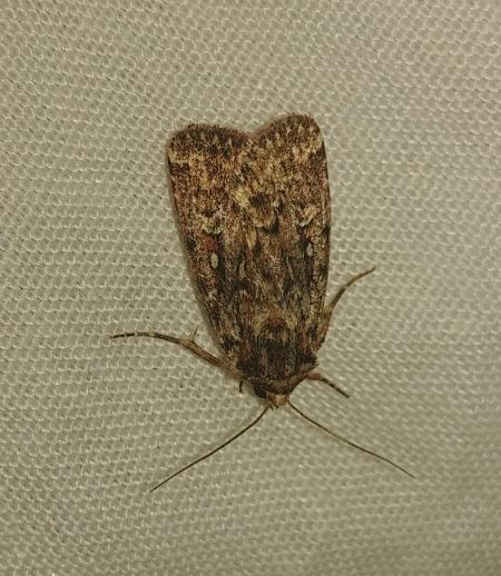 Lycophotia porphyrea 