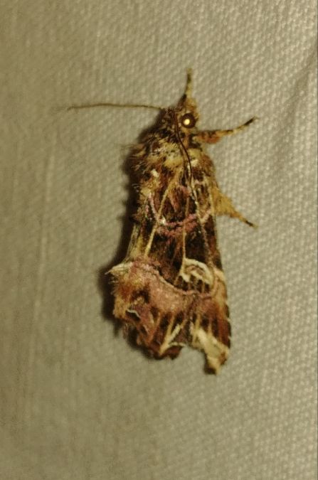 Callopistria juventina 