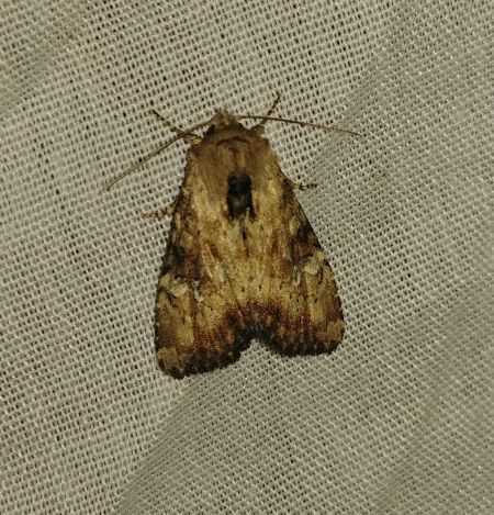 Apamea scolopacina 