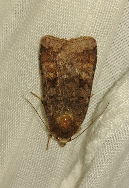 Diarsia brunnea 