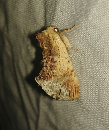 Bombyx capuchon 