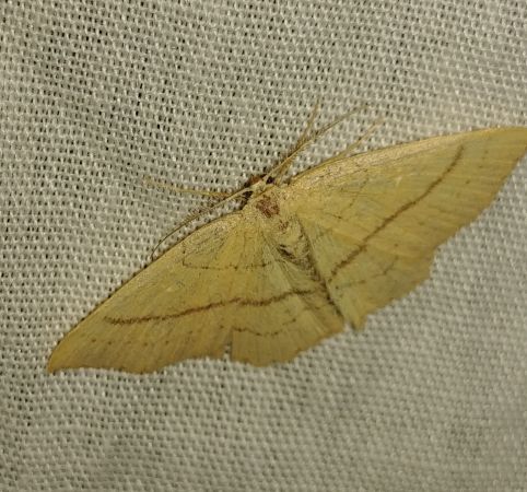 Cyclophora linearia 