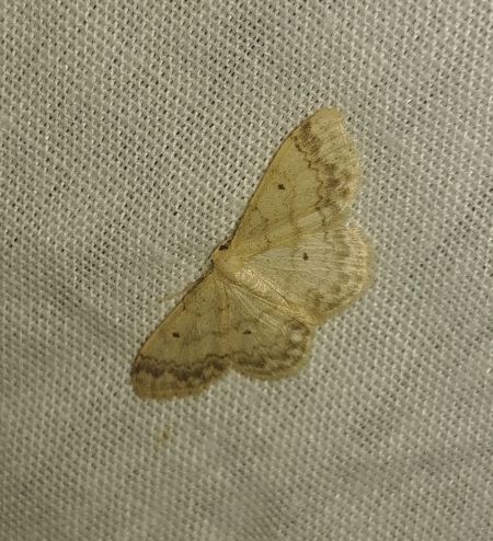 Idaea biselata 