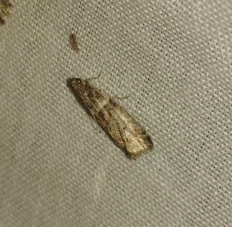 Acrobasis repandana 