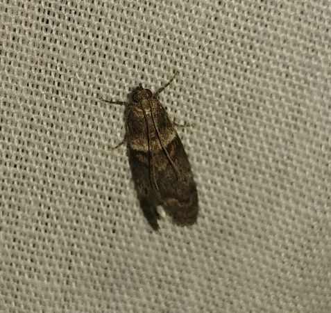 Acrobasis repandana 