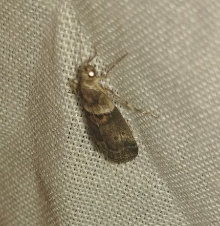 Acrobasis repandana 