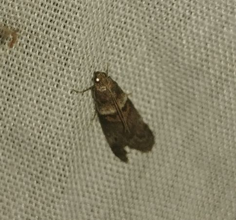 Acrobasis repandana 