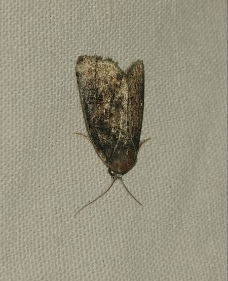Rusina ferruginea 