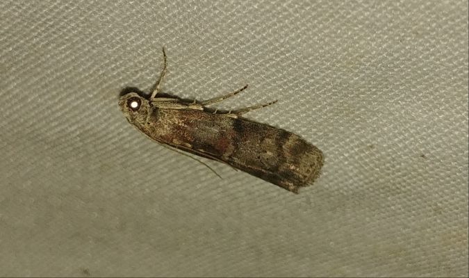 Phycita roborella 