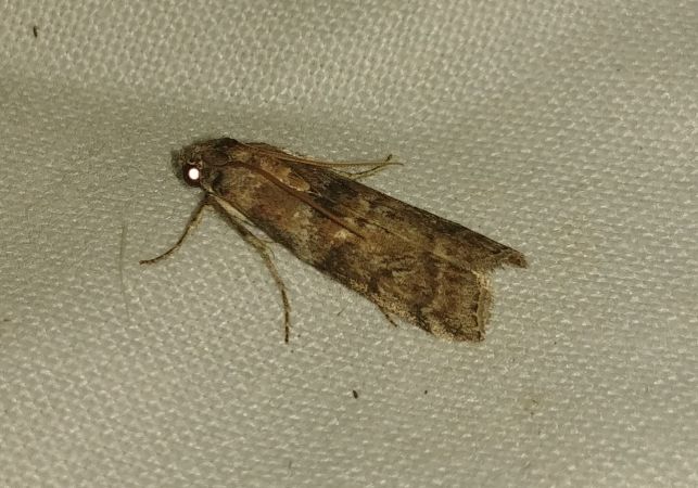 Phycita roborella 