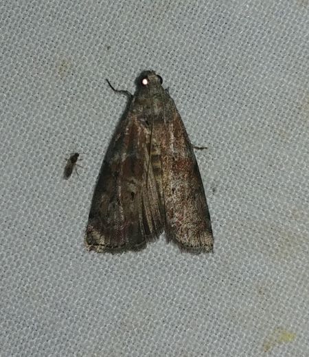Phycita roborella 