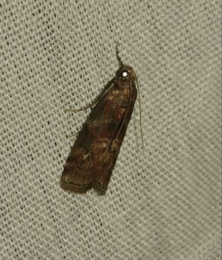 Phycita roborella 