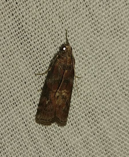 Phycita roborella 