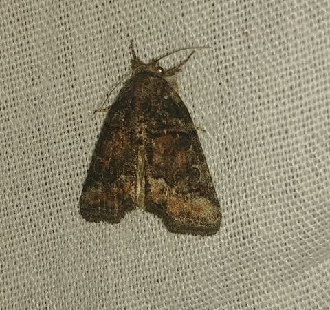 Bryophila ravula 