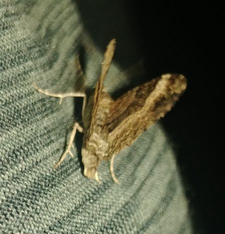 Xanthorhoe biriviata 