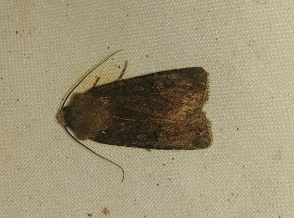 Euxoa nigricans 
