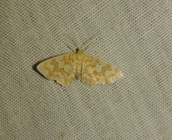 Hydrelia flammeolaria 