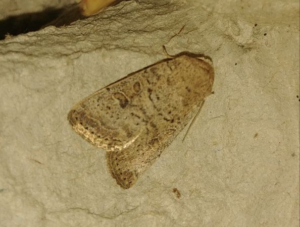 Hoplodrina superstes 