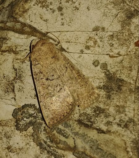Hoplodrina superstes 