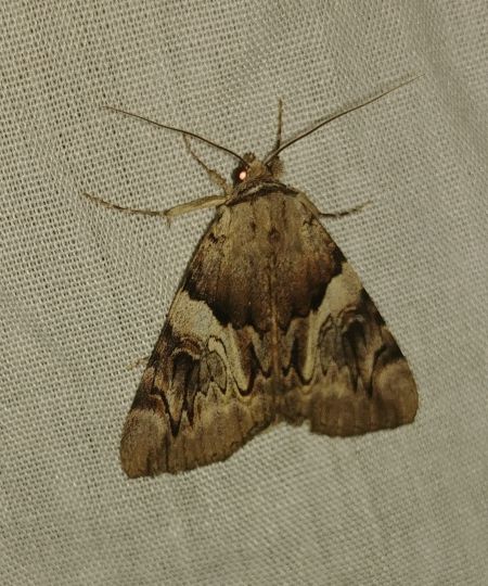 Lichénée jaune 