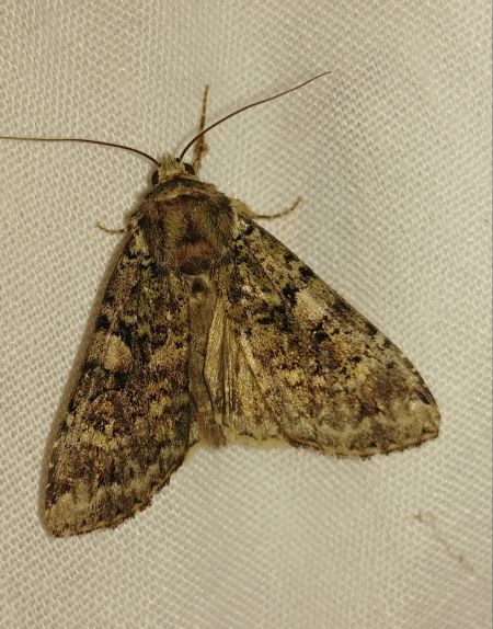 Anaplectoides prasina 