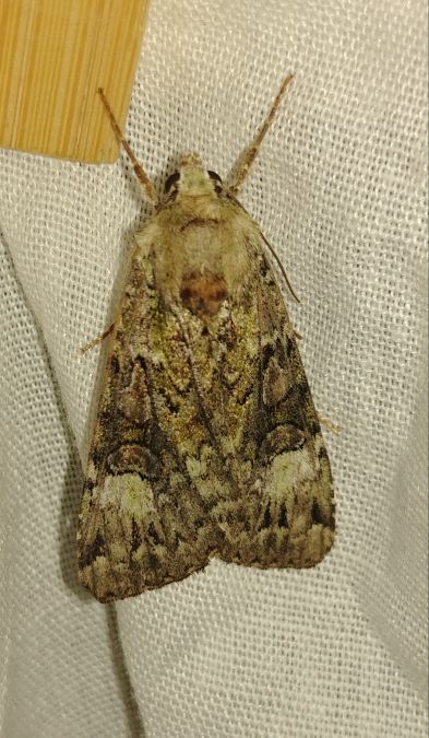 Anaplectoides prasina 