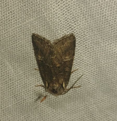 Brachylomia viminalis 