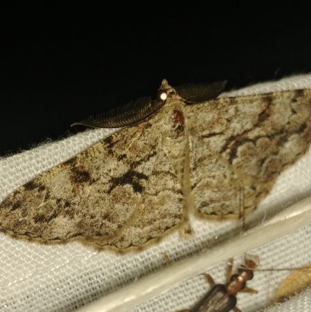 Peribatodes secundaria 