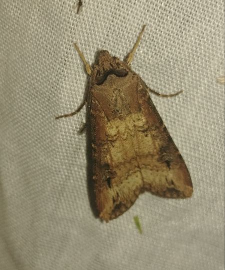 Noctuelle baignée 