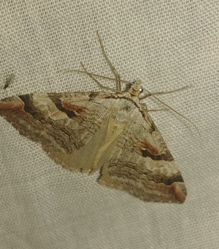 Aplocera praeformata 