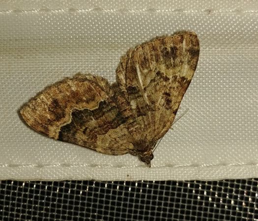 Xanthorhoe quadrifasiata 