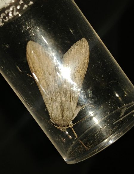 Ombrageuse 