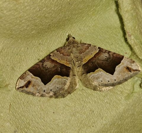 Scotopteryx moeniata 