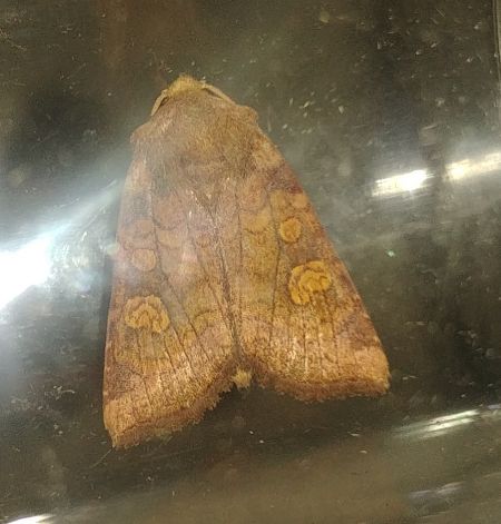 Amphipoea sp. 