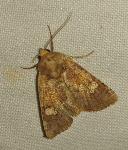 Amphipoea sp. 