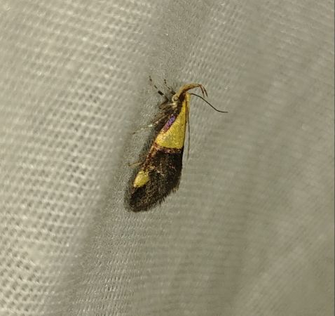 Oecophora bractella 