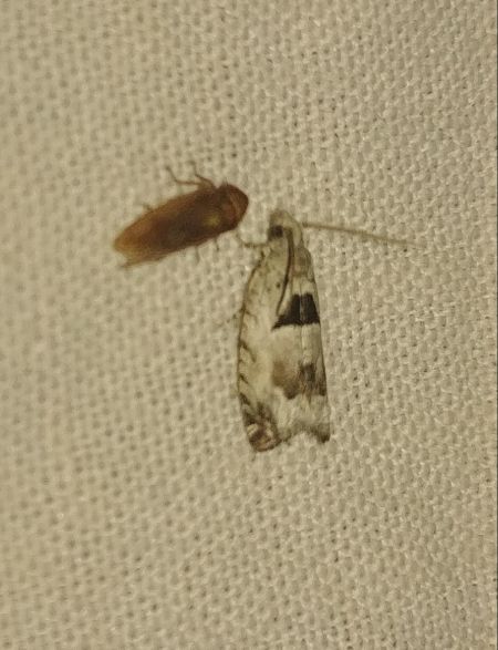 Epinotia ramella 