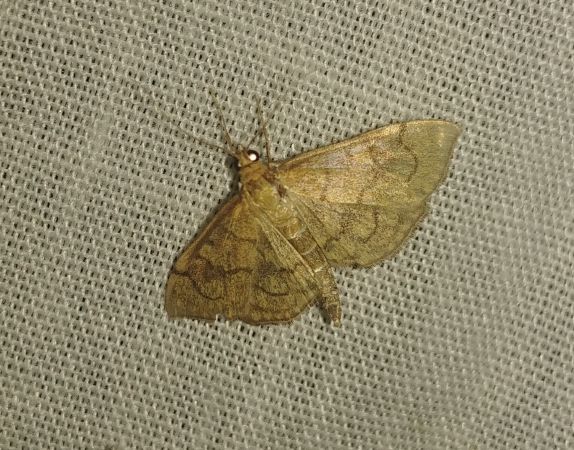 Anania verbascalis 