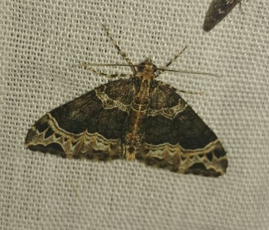 Ecliptopera silaceata 