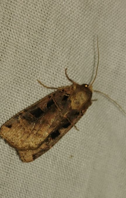 Xestia triangulum 