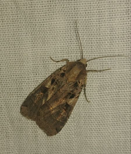 Xestia triangulum 