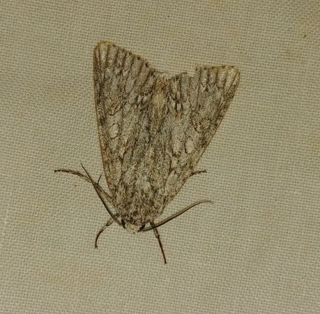 Acronicta aceris 