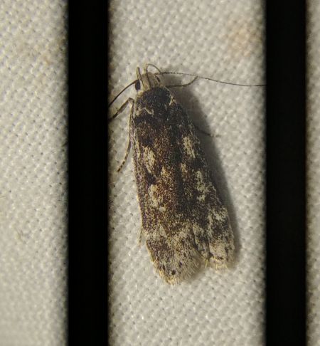 Anacampsis blattariella 