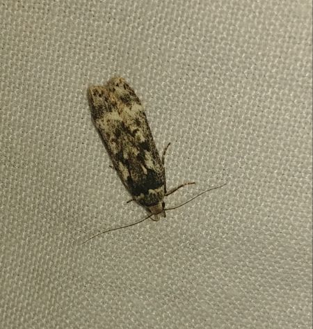 Anacampsis blattariella 
