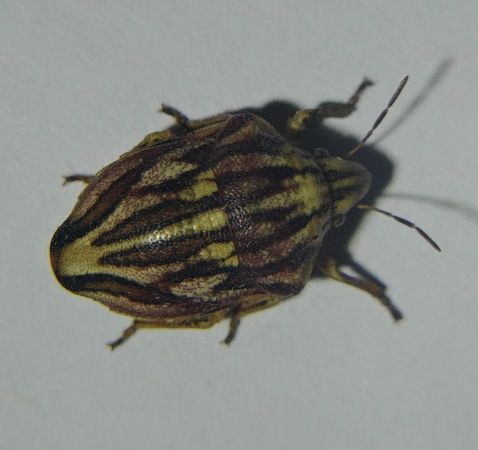 Odontotarsus purpureolineatus 