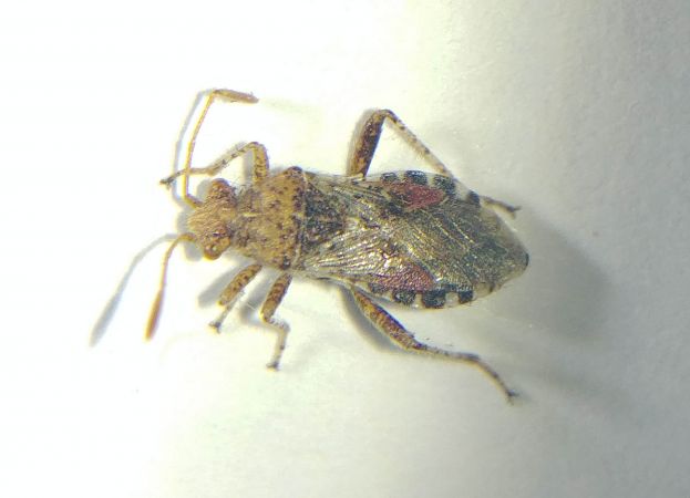 Rhopalus subrufus 