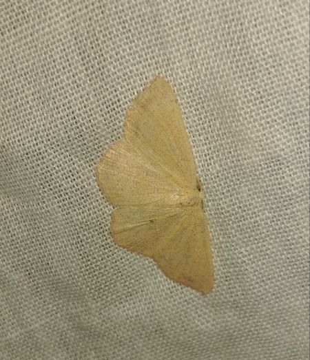 Cyclophora ruficiliaria 