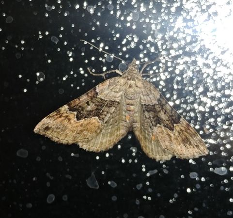 Xanthorhoe quadrifasiata 