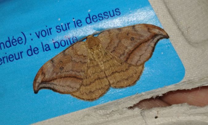 Cintrée 